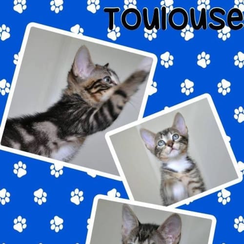 Toulouse 
