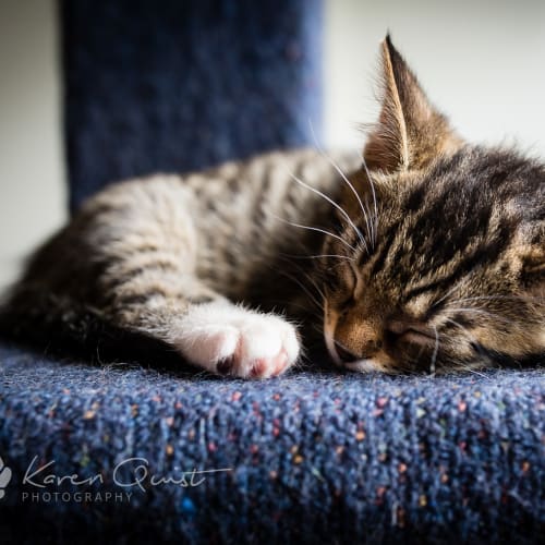Chewy *Reduced adoption fee*