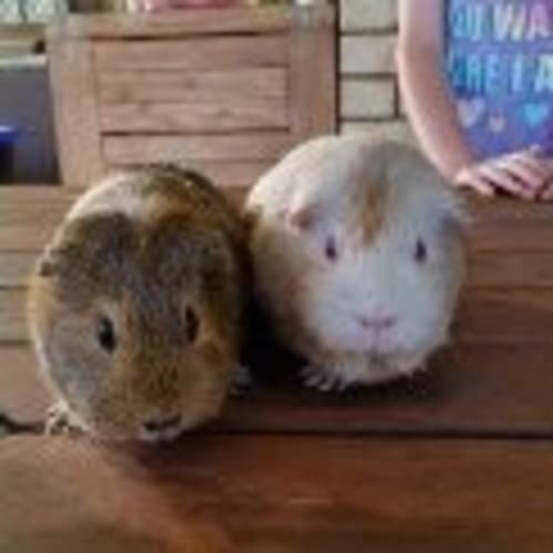Poppy and Pansy