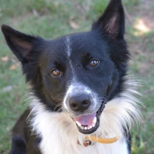 Tux