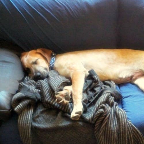 Otis - Special Needs