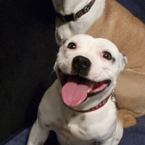 Moby (Adoption pending)