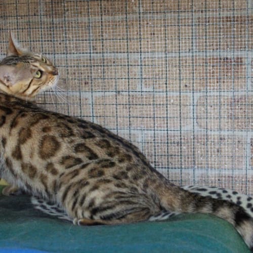 Tigerlilly