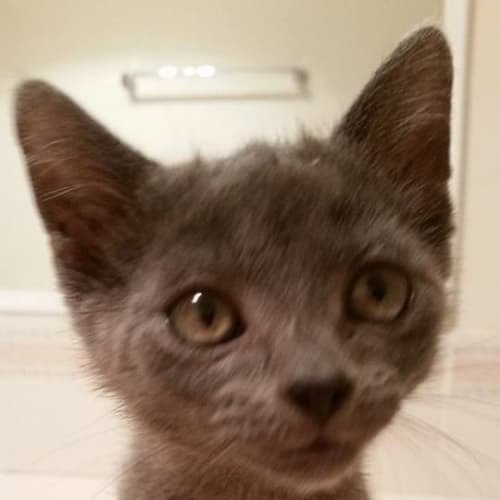 Bless *$100 for month of Jan!* Adoption Pending