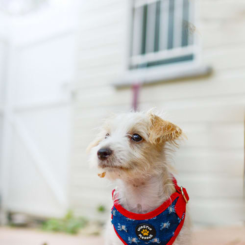 Giles - Adoption Pending