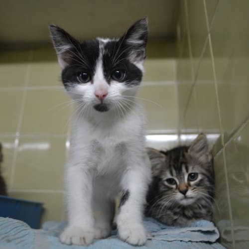 Canterbury Pound kittens needing loving homes