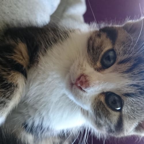 Cleo