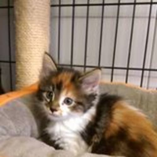 Teeny