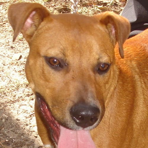 Marley