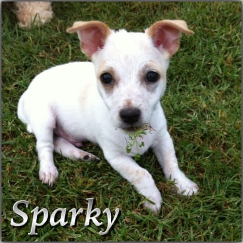 Sparky ~ Mini Foxy puppy (On Trial 30/12/15)