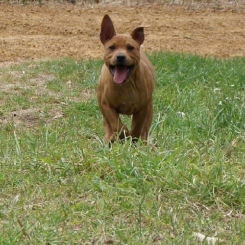 Nugget ED0034 *Adoption Pending*