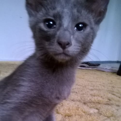 Missy  Adoption Pending 