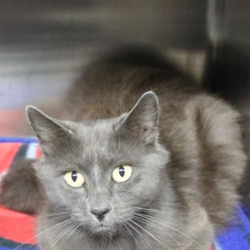Sienna @ The Pet House Tuggerah