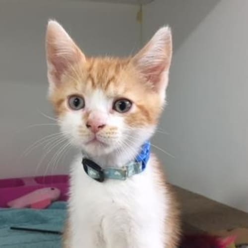 Ed
