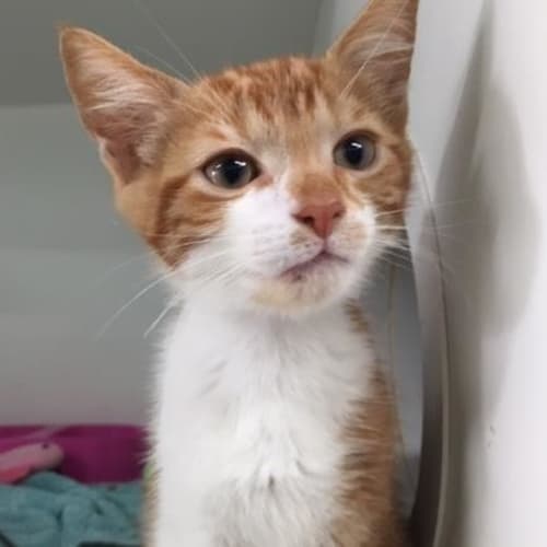 Ron