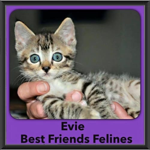 Evie