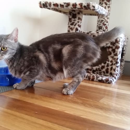 Mama Cat @ The Pet House, Erina