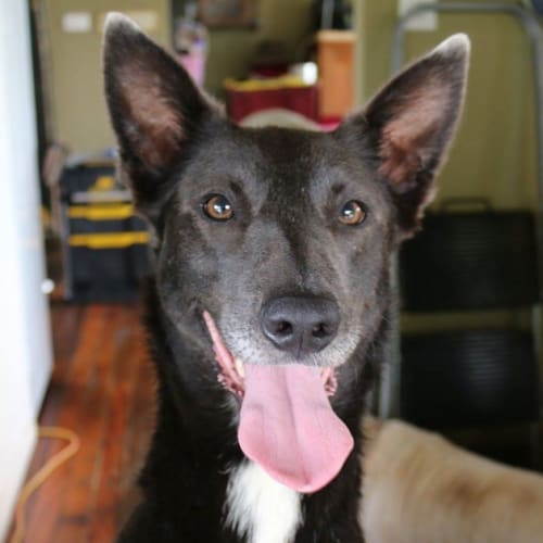 Corey (adoption pending)