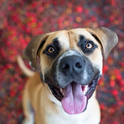 Lennon *Adoption Pending*