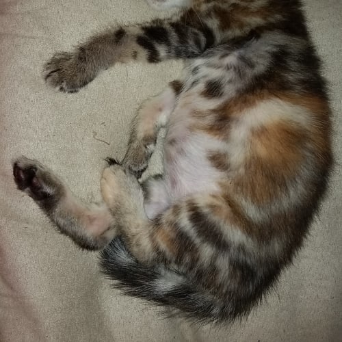 Rescue Kitten - Minny girl