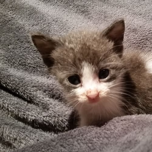 Rescue Kitten - Patchy Girl