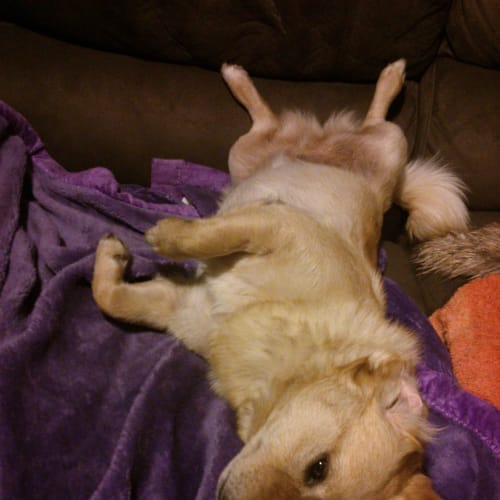 Dewey 
