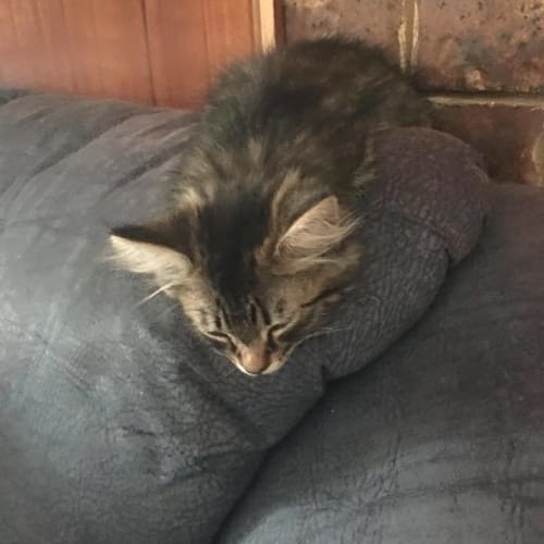 Merlin 
