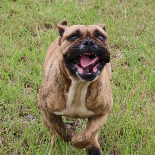 Lotta (adoption pending)