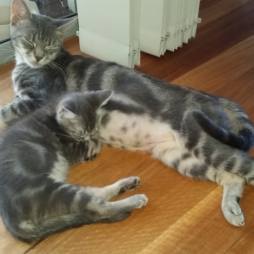 Rescue Kitten - Smoky Girl