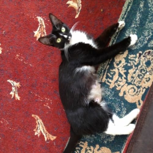 Maya (The Pet House, Tuggerah)