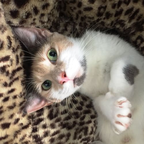 Penelope