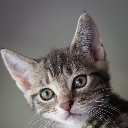 Polly *Reduced Adoption fee*