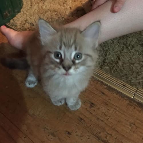 Cinnamon 