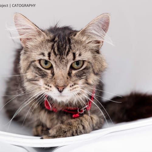 Figaro