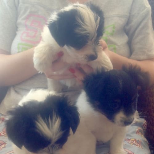 Gucci a playful puppy