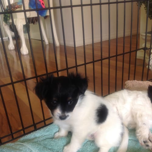 Pucci a tiny cheeky puppy 