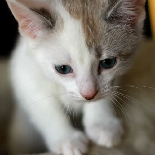 Minette