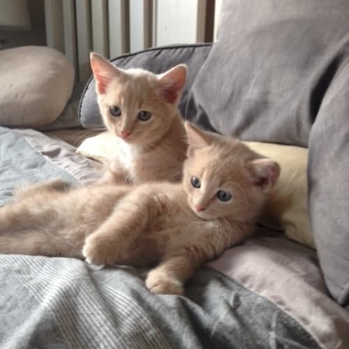 Mushroom and Muffin (Dual Adoption)
