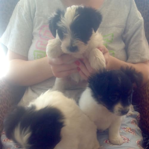 No photo for Dior A Cheeky Tiny Puppy