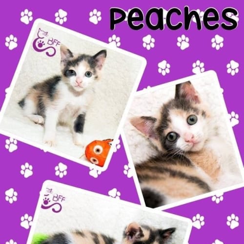 Peaches 