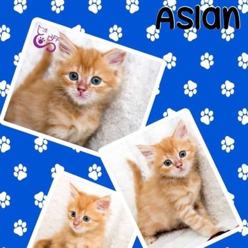Aslan