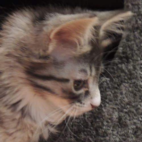 Andromeda Tonks (Rommy)