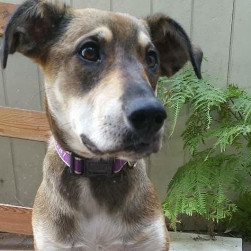 Pippa