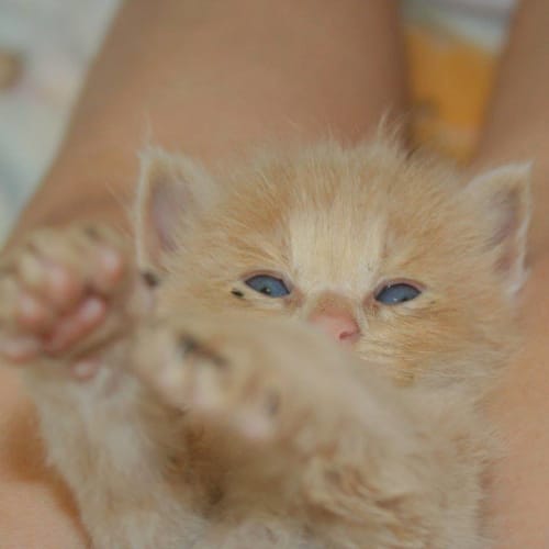 Simba