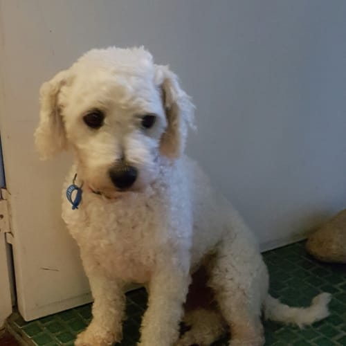 Benny