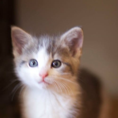 Zelda