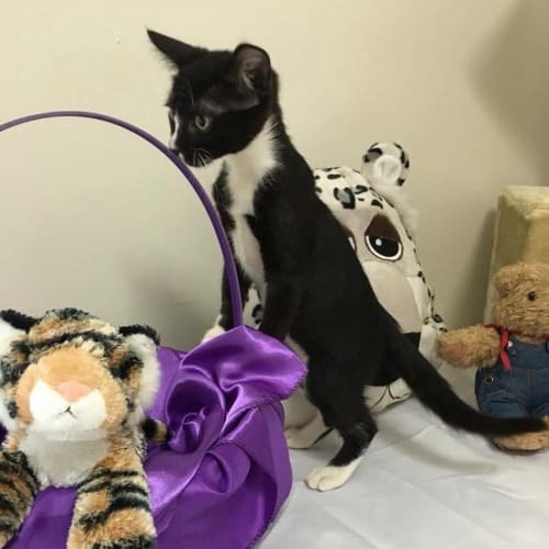 No photo for Arial & Akira Would Love A Forever Home Together