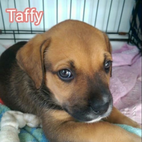 Taffy (Dog/Cat/Poultry Exposure)