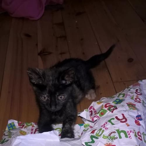 Tabitha *dog and child friendly 