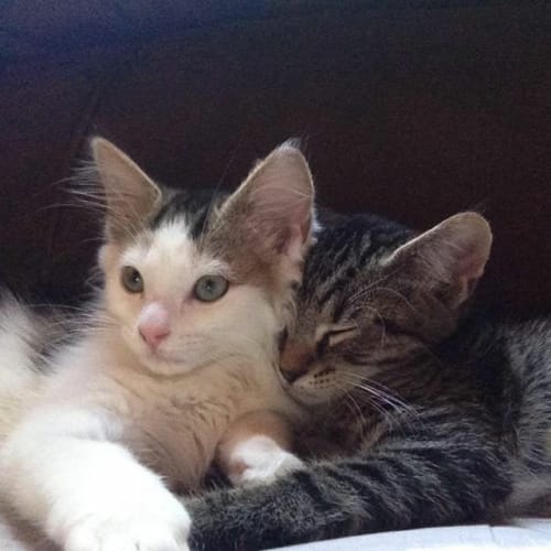 Evie (Cat/Dog Friendly)